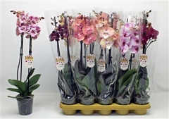 Phalaenopsis Mix 12Ø 60cm 2st
