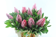 Protea Cynaroides Madiba 60cm