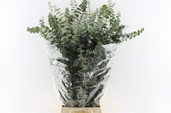 Eucalyptus Baby Blue Per Bunch 80cm 200gr.