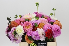 Dahlia Mix 40cm
