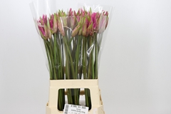 Amarine Belladiva Paris 70cm