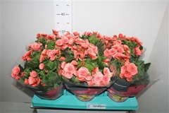 Begonia Double Borias 13Ø 30cm