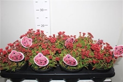 Crassula Schmidtii 13Ø 20cm