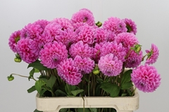 Dahlia Sweet Fabienne 55cm