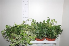 Hedera Helix Mix 13Ø 30cm