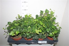 Hedera Helix Wonder 13Ø 25cm