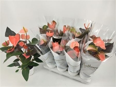 Anthurium Rainbow Champion 14Ø 48cm