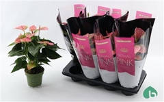 Anthurium Sweet Dream 14Ø 45cm