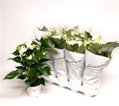 Anthurium White Champion 14Ø 50cm
