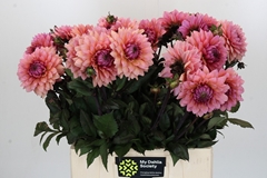 Dahlia Sweet Sanne 50cm