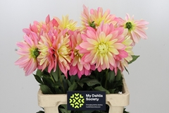 Dahlia Tropical 60cm