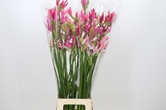 Nerine Mix 80cm