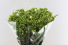 Freesia Double Versailles 50cm 25gr.