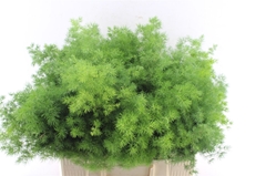 Asparagus Umbellatus 55cm