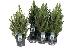 Picea Conica 14Ø 40cm