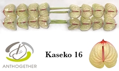 Anthurium Kaseko 11cm Hd