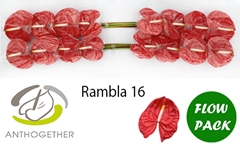 Anthurium Rambla 11cm Hd