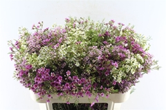 Chamelaucium Mixed In Bunch 70cm 60gr.