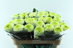 Chrysanth Single Alibaba 70cm 80gr.