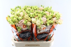 Eustoma Double Alissa Light Apricot 70cm