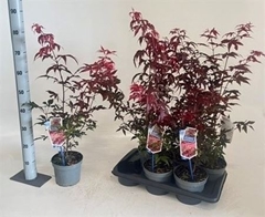 Acer Palm Atropurpureum 17Ø 80cm