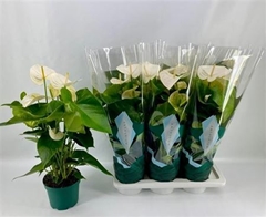 Anthurium Samora 17Ø 65cm