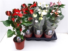 Anthurium Mix 4 Colours 17Ø 55cm