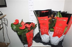 Anthurium Madural 17Ø 55cm