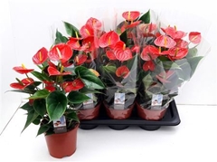 Anthurium Floriclone Carino 17Ø 50cm