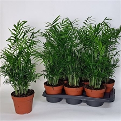 Chamaedorea Elegans 17Ø 60cm