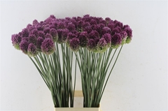 Allium Sphaerocephal 80cm