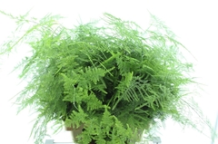 Asparagus Setaceus 80cm