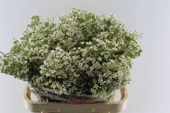 Chamelaucium Pearl Buttons 80cm 70gr.