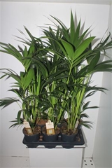 Howea Forsteriana 17Ø 105cm