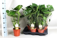 Monstera Deliciosa 17Ø 60cm