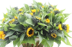 Helianthus Sunrich Orange 85cm