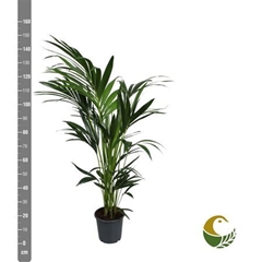 Howea Forsteriana 21Ø 150cm