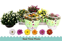 Chrysanth Mix 6 Mix 23Ø 27cm