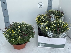 Chrysanth Mix 23Ø 27cm