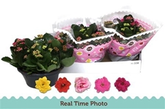 Kalanchoe Double Mix 23Ø 27cm