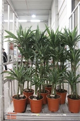 Dracaena Warneckei 24Ø 140cm