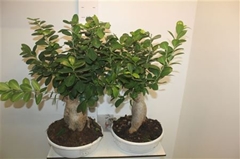 Ficus Microcarpa Ginseng 27Ø 45cm