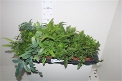Ferns Mix 8Ø 20cm