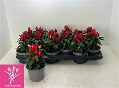 Capsicum Salsa Red 10Ø 20cm