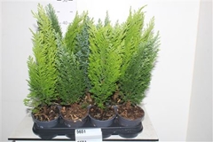 Conifers Mix 10Ø 39cm