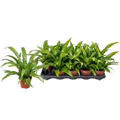 Asplenium Antiquum 12Ø 25cm