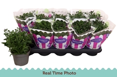 Aster Starletta Mix 12Ø 25cm