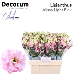 Eustoma Double Alissa Light Pink 60cm