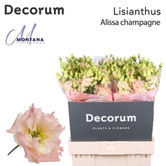 Eustoma Double Alissa Champagne 70cm