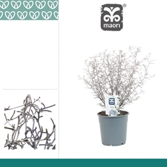 Corokia Maori Silver 12Ø 30cm